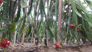 50 günde olgunlaşan meyvenin kilogramı 150 liradan satılıyor