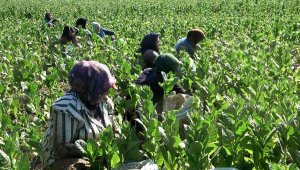 Bölgedeki halkın tek geçim kaynağı, gece gündüz hasat yapıyorlar