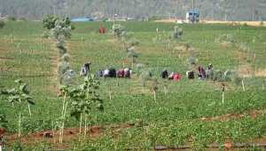 Bu köyde arazi fiyatları değerlendi, geri dönüşler başladı