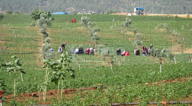 Bu köyde arazi fiyatları değerlendi, geri dönüşler başladı