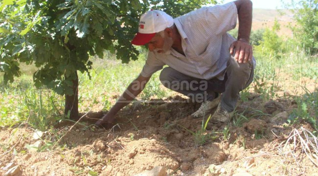 Çıkmasını dört gözle bekliyor, yurt dışında kilosu bin 500 dolar