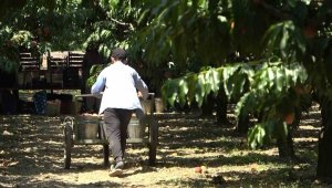 Coğrafi işaretli ürünün hasadı başladı, 15 liradan alıcı buluyor