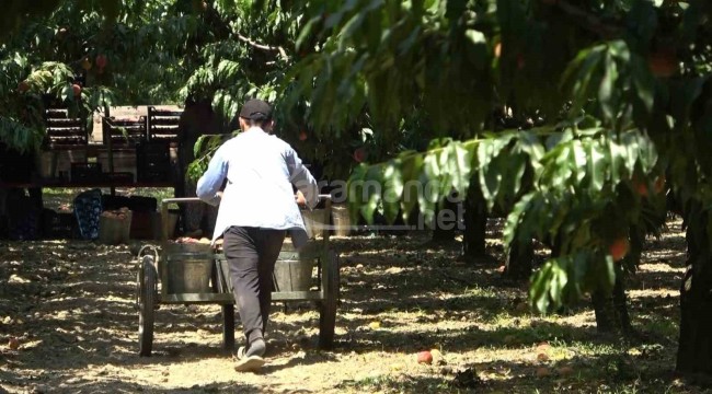 Coğrafi işaretli ürünün hasadı başladı, 15 liradan alıcı buluyor