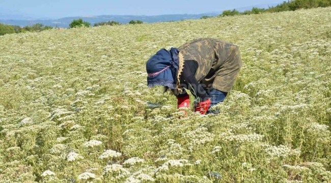 Dünyanın yüzde 75'i burada üretiliyor, hasat büyük umutlarla başladı