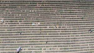 Eleştirilere bakmayıp 13 dönüm ekim yapınca para kazanmayı başardı