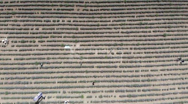 Eleştirilere bakmayıp 13 dönüm ekim yapınca para kazanmayı başardı