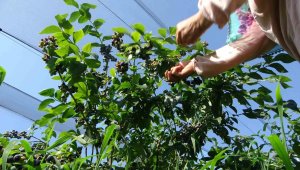 Faydaları saymakla bitmeyen meyve zincir marketlere gönderiliyor