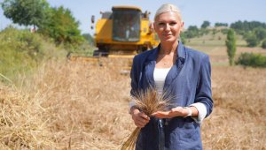 Geçen yıl deneme amaçlı toprakla buluşmuştu, bu yıl hasadı yapıldı