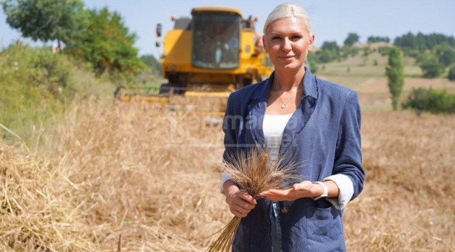 Geçen yıl deneme amaçlı toprakla buluşmuştu, bu yıl hasadı yapıldı