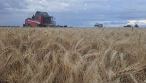 Halis Ekmeklik Buğday çeşidinde yüksek verim elde edildi