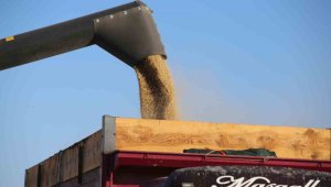 Kıraçta 400, sulanan alanlarda ise 900 kiloya kadar verim alınıyor