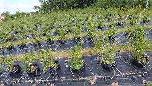 Köyde uyumlu toprak bulamayınca saksılara ekti, ihracat hedefliyor