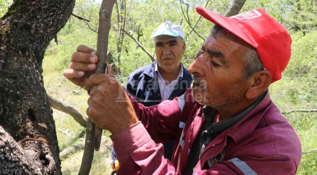 Orman ağaçları bölgedeki köylüler için gelir kapısı olacak