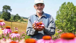 Sadece 3 gönüllü çiftçi tarafından üretiliyor, hasat için gün sayıyor