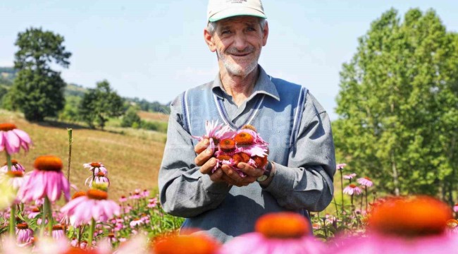 Sadece 3 gönüllü çiftçi tarafından üretiliyor, hasat için gün sayıyor