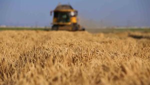 Tahıl ambarında 2 milyon 400 bin ton buğday rekoltesi beklentisi