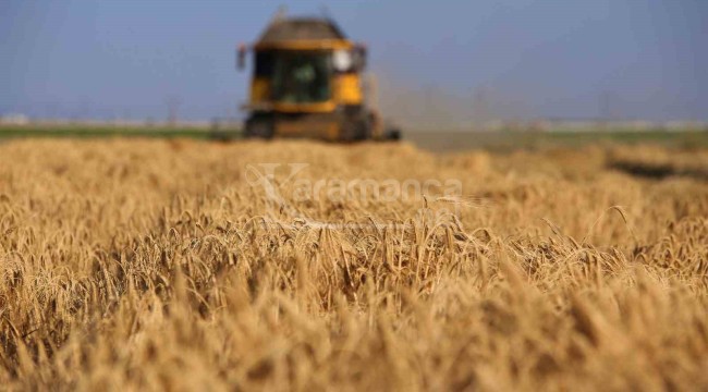 Tahıl ambarında 2 milyon 400 bin ton buğday rekoltesi beklentisi