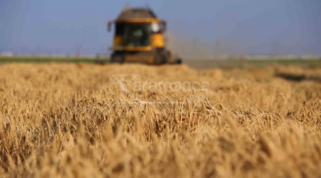 Tahıl ambarında 2 milyon 400 bin ton buğday rekoltesi beklentisi