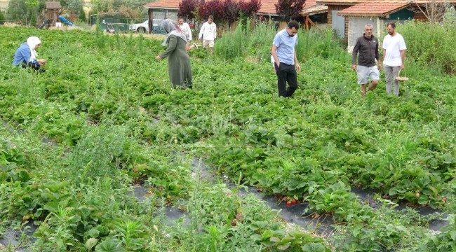 Tarlada yemek ücretsiz, götürmek isteyen kilosuna 50 lira ödüyor