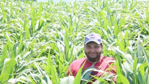 Yüksek verimli ve düşük maliyetli, bu ürün mısırın alternatifi