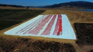 6 aydır toplanıp seriliyor, bölgedeki tarlalar kırmızıya bürüdü