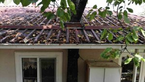 Baba mirası ağacı kesmeye kıyamadı, balkondan geçen ağaçla yaşıyor