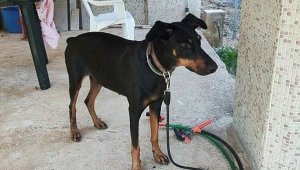 Bölgedeki 12 kuyu tarandı, Tina'nın sır dolu tasması inceleniyor