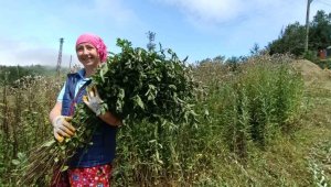 Bu yağın litresi 35 bin TL