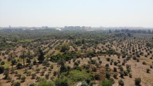 Çöl sıcakları üretimi vurdu, yüzde 50 kayıp bekleniyor