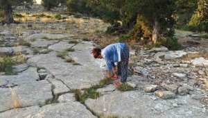 Dağlardan özenle kesilip kökü toprakta bırakılıyor, bardağı 20 lira