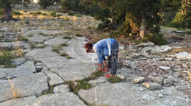 Dağlardan özenle kesilip kökü toprakta bırakılıyor, bardağı 20 lira