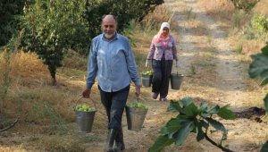 Dünyada sadece bu ilçede yetişiyor, topladıkça yeni mahsul veriyor