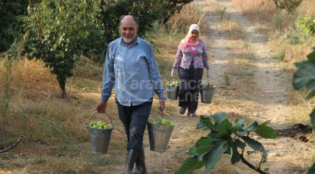 Dünyada sadece bu ilçede yetişiyor, topladıkça yeni mahsul veriyor