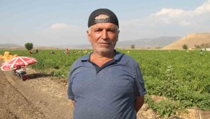 En acı hasat başladı, tarlada 100 markette ise 200 lira