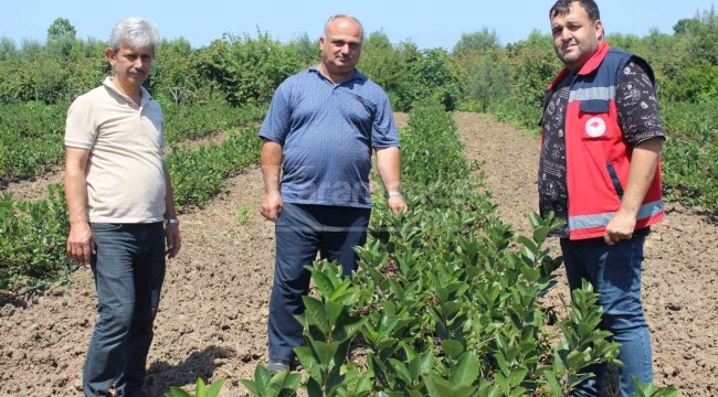 Geleceğin gözde ürünlerinden olacak, kilosu 200 lira