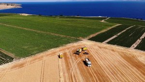 Hasadı başlayan 301 bin dekarlık alandan 100 bin ton rekolte bekleniyor