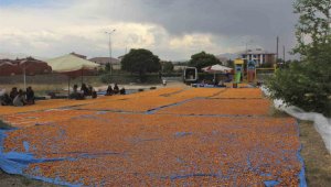 Hasat sonrası kurutulup kışa hazırlanıyor