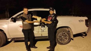 Karaman'da yaralı leylek koruma altına alındı