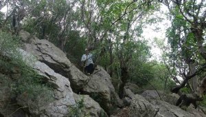 Kıraç arazilerde kendiliğinden yetişiyor, kilosu 60 liradan satılıyor