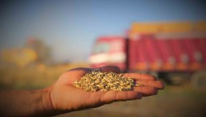 Konya Ovası'ndaki buğday hasadında 2 milyon 400 bin rekolte