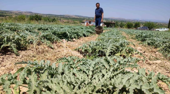 Köyde ilk kez dikildi, 20 gün sonra ihracata hazır olacak