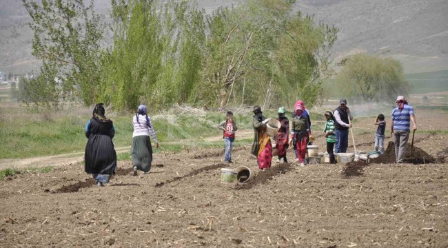 Mevsimlik tarım işçilerinin 35 derece sıcakta rızık mücadelesi