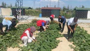 Öğrencilerin yetiştirdiği sebze ve meyveler ihtiyaç sahiplerine ulaştırıldı
