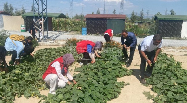 Öğrencilerin yetiştirdiği sebze ve meyveler ihtiyaç sahiplerine ulaştırıldı