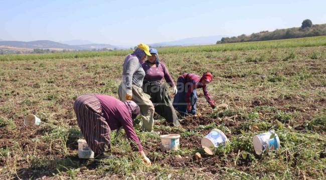 Sofranın vazgeçilmezi, geçen seneye göre verim yüzde 30 daha az