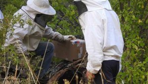 Su kenarlarını takip ederek buluyorlar, kilosu bin 500 liradan satılıyor