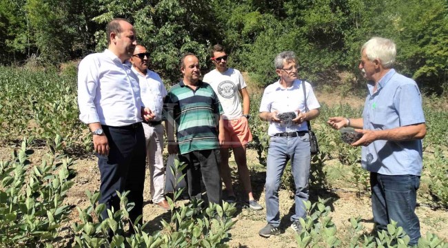 Süper meyvede ilk hasat, devlet desteğiyle yaygınlaştırılması isteniyor