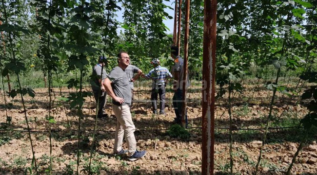 Türkiye'de sadece bu ilçede yetişiyor, hasat öncesi kontrol edildi