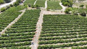 200 yıllık bahçelerden toplanıyor, kilosu tezgahta 50 lira