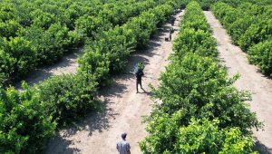 520 bin ton rekolte bekleniyor, bahçede 6 liradan satılıyor